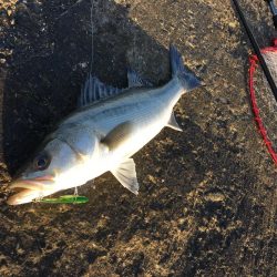 唯一のアタリ、、