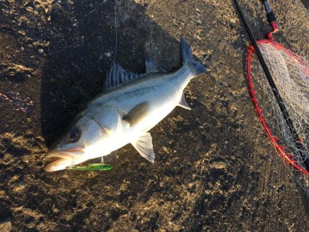 唯一のアタリ、、