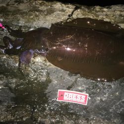 春イカ狙ってきました。