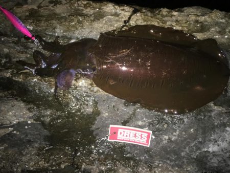 春イカ狙ってきました。