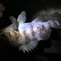 思い通りには・・・