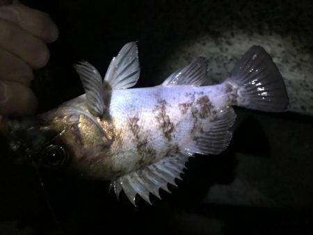 思い通りには・・・