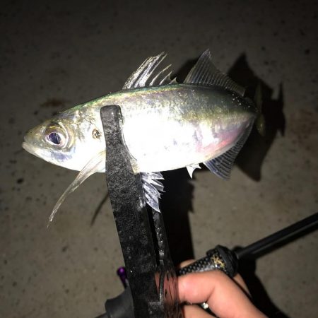 アジング釣行記