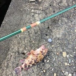 テトラで穴釣り