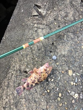 テトラで穴釣り