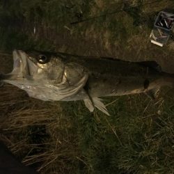 シーバス70cm 自己記録！