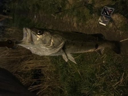 シーバス70cm 自己記録！