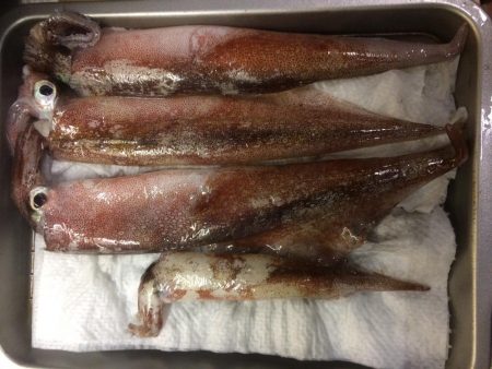 ようやく複数釣果