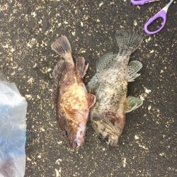 カサゴの唐揚げ