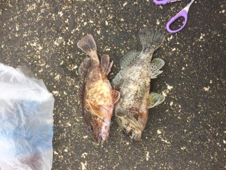 カサゴの唐揚げ