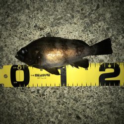 アナハゼ も楽しい！