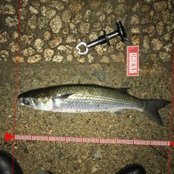 武庫川河口ライトゲーム