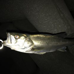 久しぶりのシーバス