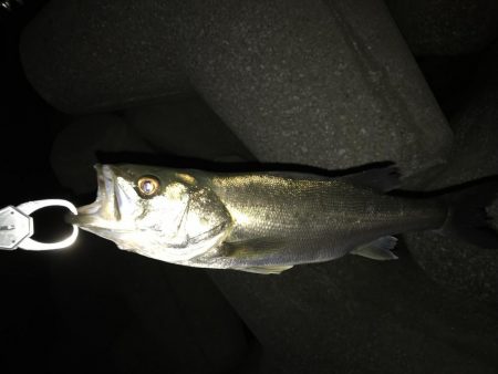 久しぶりのシーバス