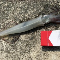 坊主かと思いきや、、