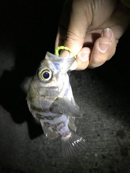 出張メバリング