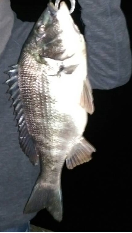 バチ抜け　シーバス＆チヌ