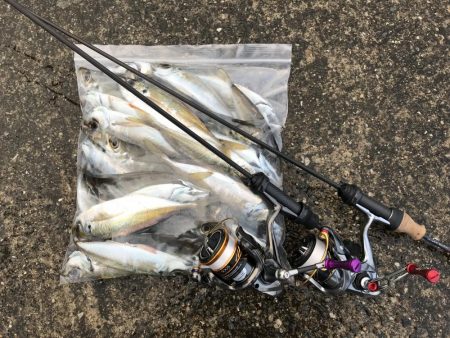 アジング釣行記