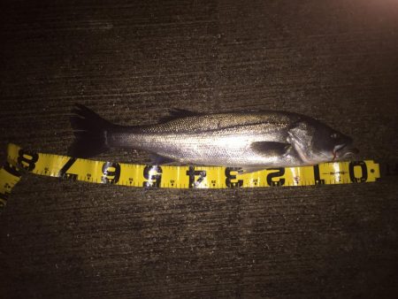 安治川シーバス