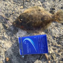 今年、初カレイ