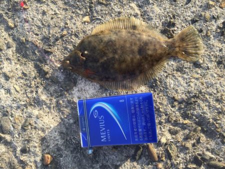 今年、初カレイ