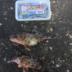 カサゴの煮付け