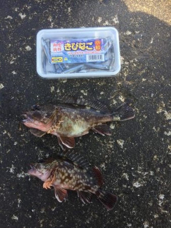 カサゴの煮付け