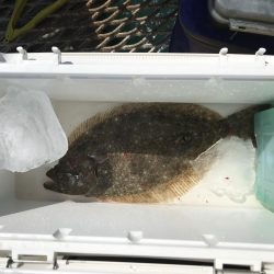 デカヒラメを求めて！