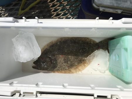 デカヒラメを求めて！