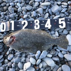 ヒラメ釣ってオーセイ！