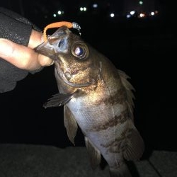 平日深夜のメバリング