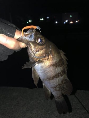 平日深夜のメバリング