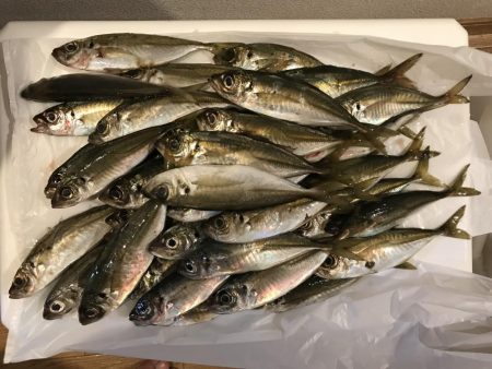 アジング記録更新