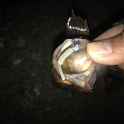 メバリング釣行第5弾