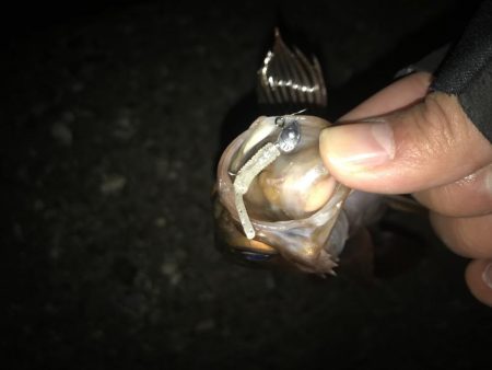 メバリング釣行第5弾