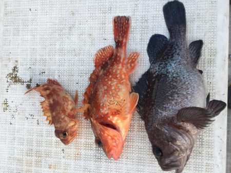 いい日もあるけど3月なかなか厳しい！