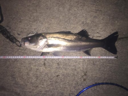 安治川シーバス