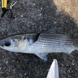 貝塚人工島行ってみた