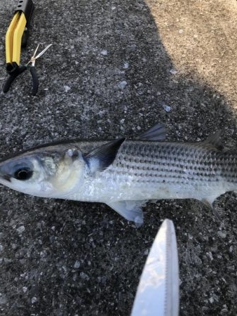 貝塚人工島行ってみた