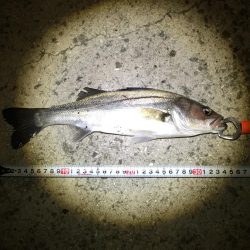 チーバスゲット！