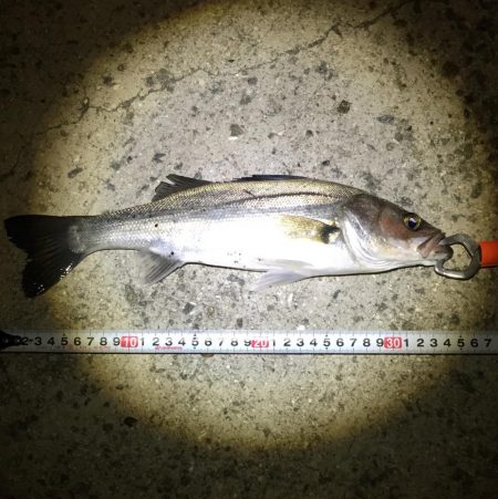 チーバスゲット！