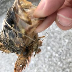 魚が釣りたくて