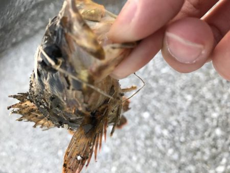 魚が釣りたくて