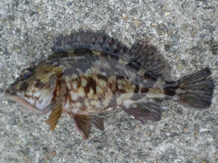 ヤット釣れた！