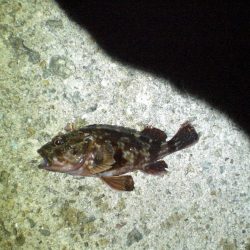 渋いヤット釣れた