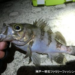 短時間でメバル2匹