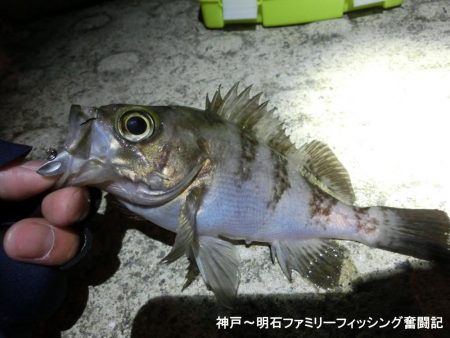 短時間でメバル2匹