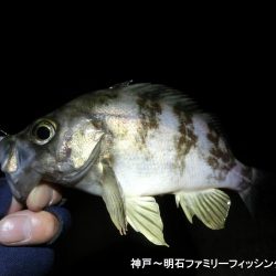 静寂な中でメバル2匹