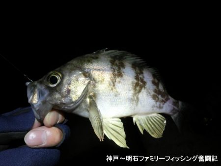 静寂な中でメバル2匹