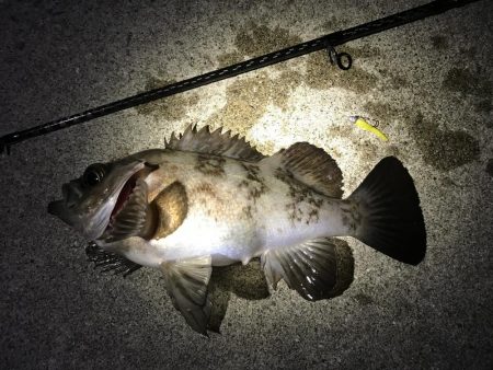 金メバルラッシュ！